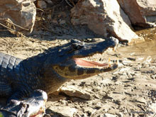 Caiman- Pantanal - Brésil